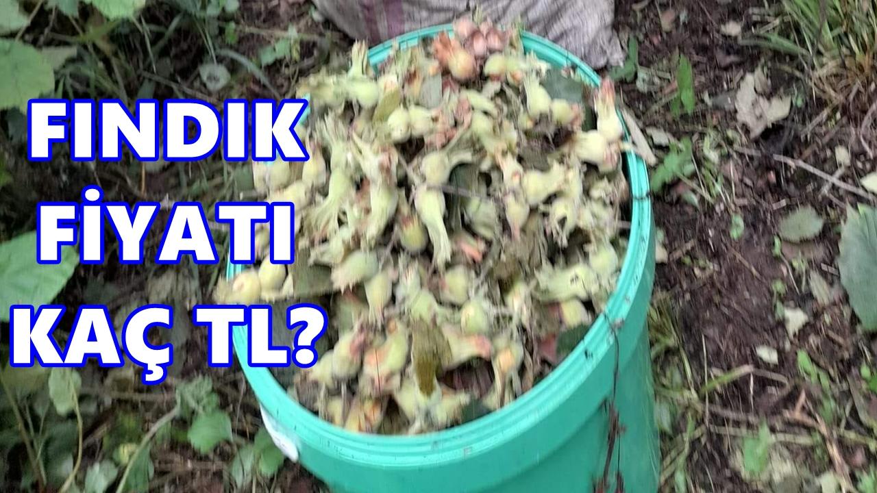 Fındık Fiyatı 15 Şubat 2026 Pazar