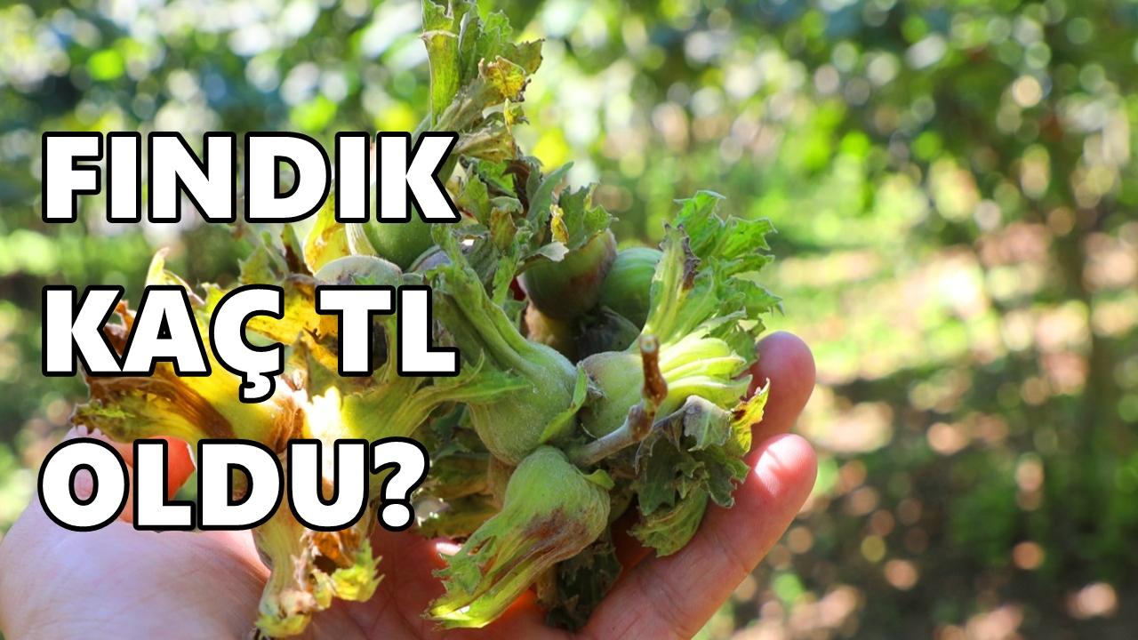 Fındık Fiyatı 18 Şubat 2026 Çarşamba