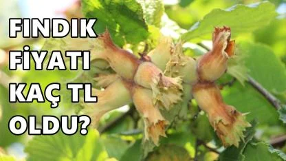 Fındık Fiyatı 20 Şubat 2026 Cuma