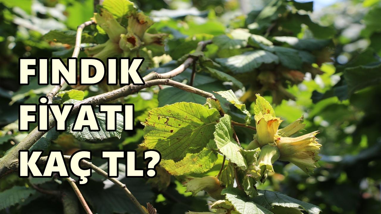 Fındık Fiyatı 22 Şubat 2026 Pazar