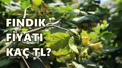 Fındık Fiyatı 22 Şubat 2026 Pazar