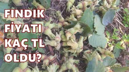 Fındık Fiyatı 23 Şubat 2026 Pazartesi