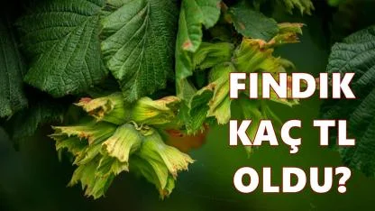 Fındık Fiyatı 24 Şubat 2026 Salı