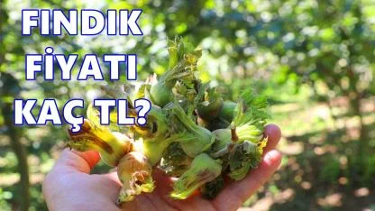 Fındık Fiyatı; Fiyatlar Geriledi, Alım Satım Durdu