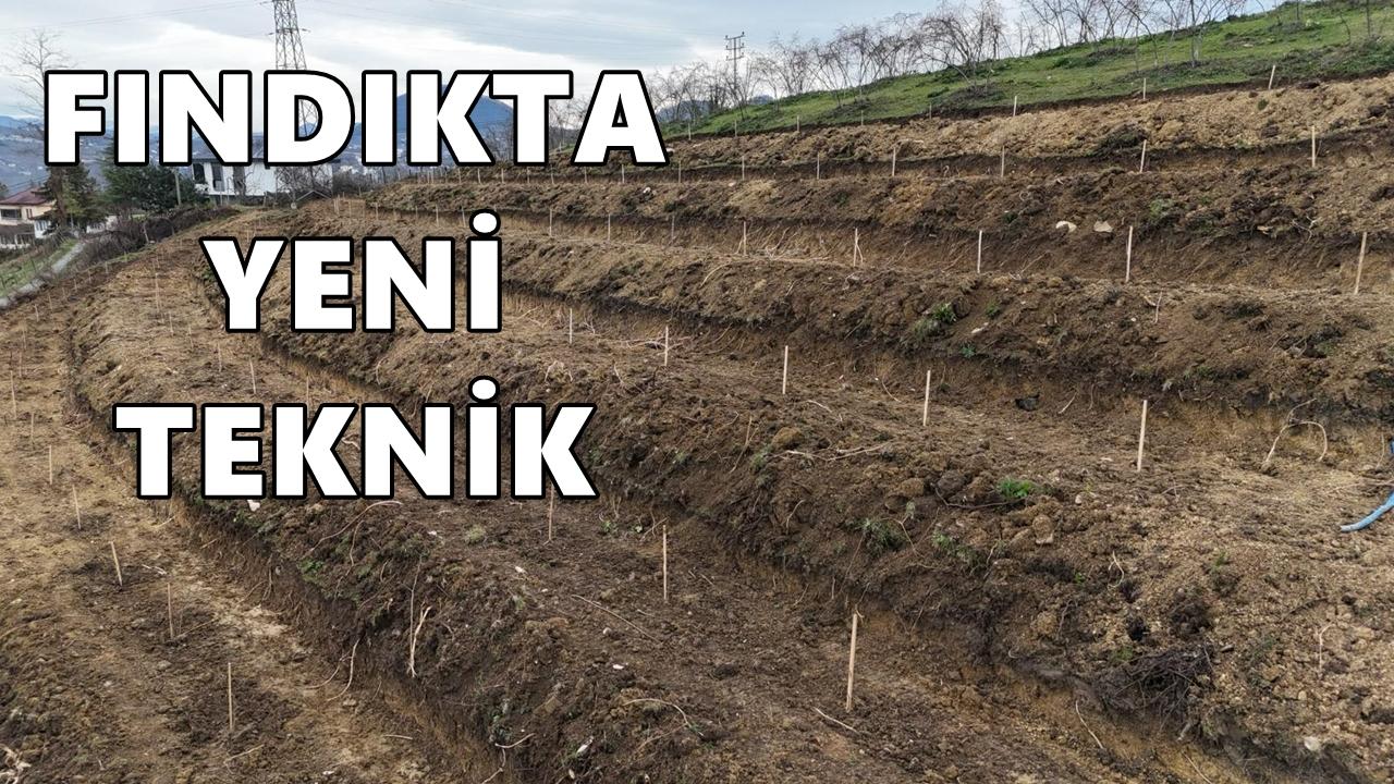 Fındıkta 350 Kilogram Hedefi: FINVER Projesi Sahada