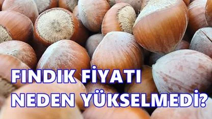 Fındıkta Beklenen Artış Gelmedi: Şubat Bitiyor, Fiyat Yerinde Sayıyor