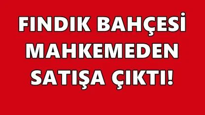 Görele’de Fındık Bahçesi Elektronik İhaleyle Satışa Çıkıyor