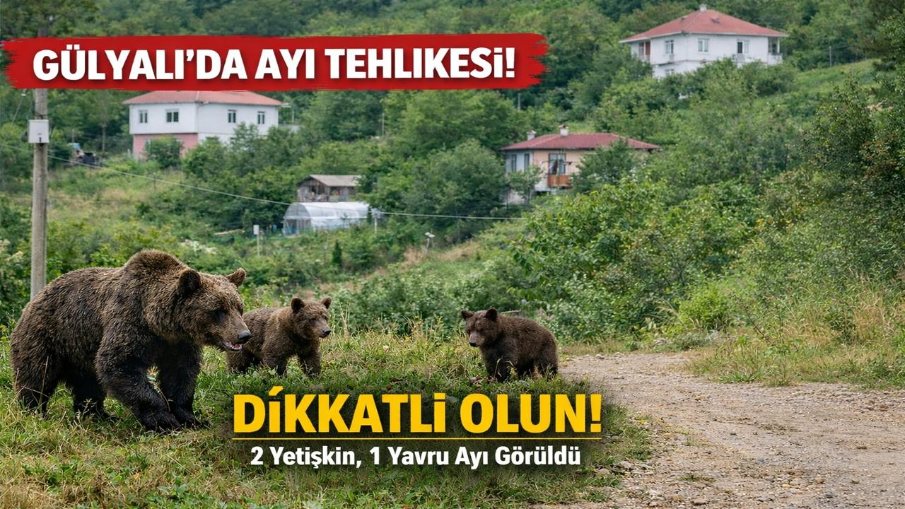 Ordu Gülyalı’da Ayı Paniği: 2 Yetişkin, 1 Yavru Görüldü