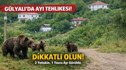 Ordu Gülyalı’da Ayı Paniği: 2 Yetişkin, 1 Yavru Görüldü