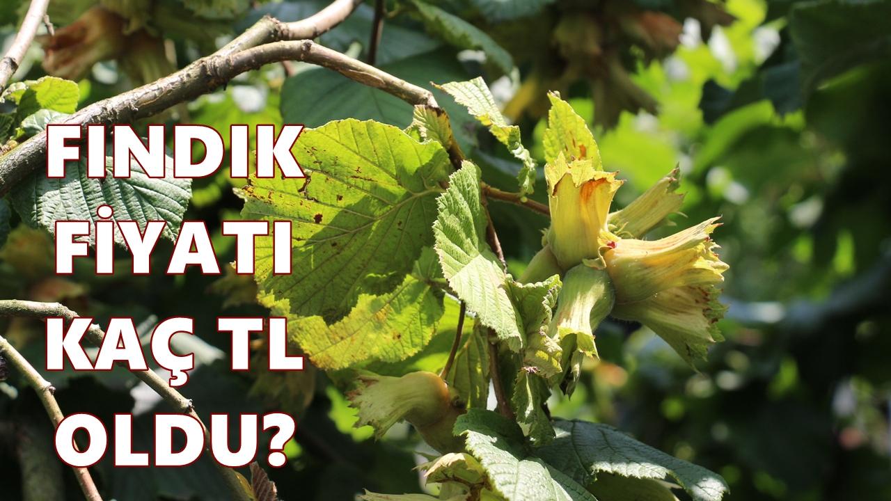 Ordu'da Fındık Fiyatı 25 Şubat 2026 Çarşamba