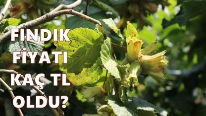 Ordu'da Fındık Fiyatı 25 Şubat 2026 Çarşamba