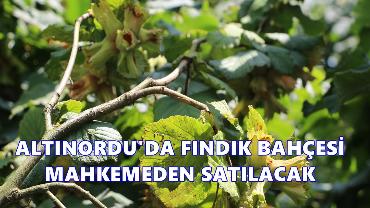 Altınordu'da 4 Fındık Bahçesi Mahkemeden Satışa Çıktı!