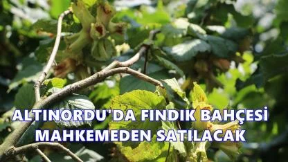 Altınordu'da 4 Fındık Bahçesi Mahkemeden Satışa Çıktı!