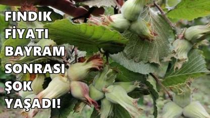 Bayram Sonrası Fındık Fiyatı 23 Mart 2026 Pazartesi