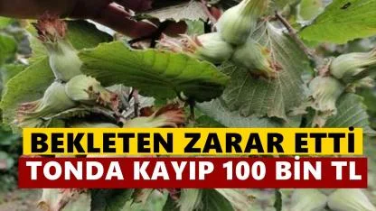 Fındığı Bekleten Tonda 100 Bin TL Kaybetti