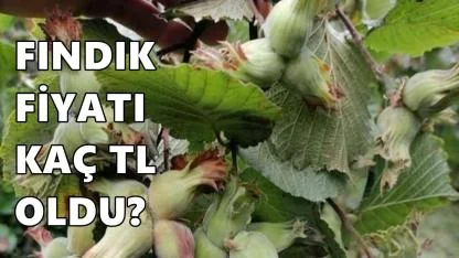 Fındık Fiyatı 11 Mart 2026 Çarşamba