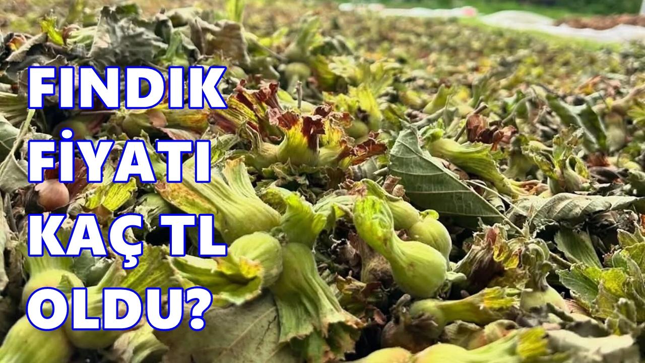 Fındık Fiyatı 12 Mart 2026 Perşembe