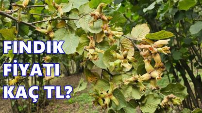Fındık Fiyatı 14 Mart 2026 Cumartesi