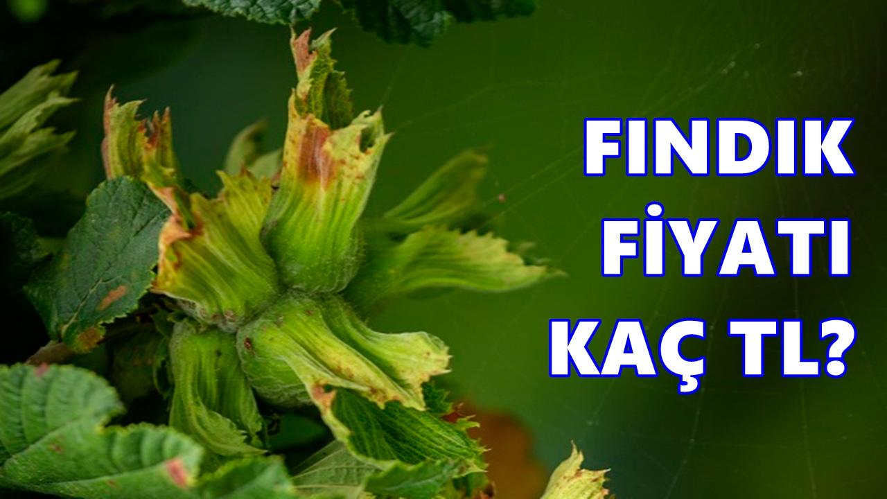 Fındık Fiyatı 15 Mart 2026 Pazar
