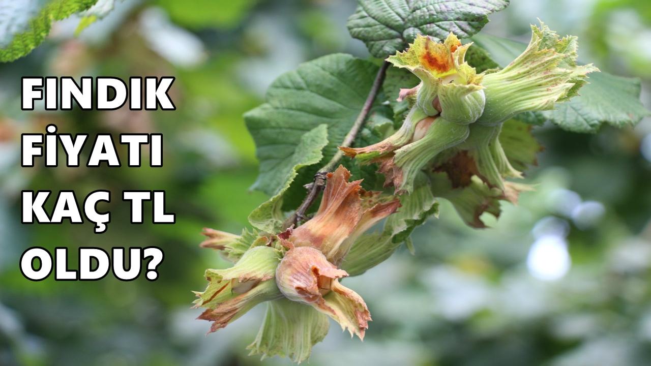 Fındık Fiyatı 16 Mart 2026 Pazartesi Günü Kaç TL Oldu?