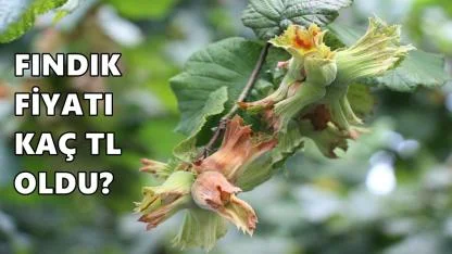 Fındık Fiyatı 16 Mart 2026 Pazartesi Günü Kaç TL Oldu?