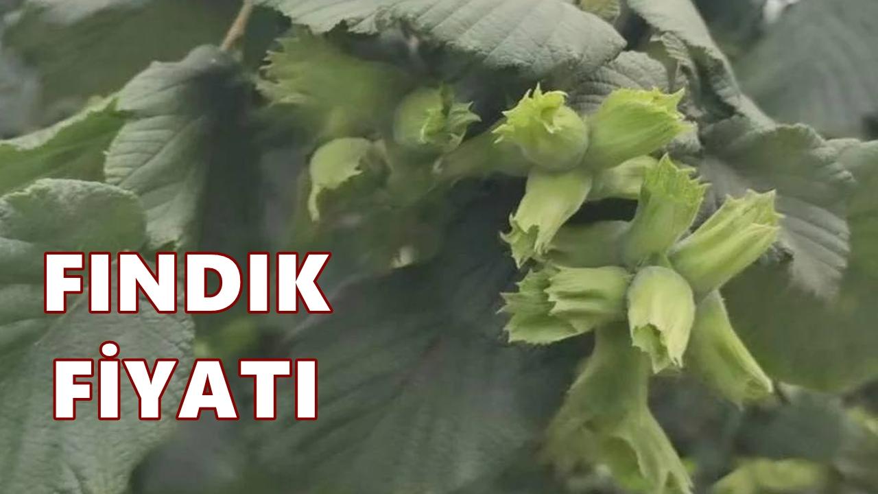 Fındık Fiyatı 22 Mart 2026 Pazar