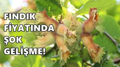 Fındık Fiyatı 5 Mart 2026 Perşembe