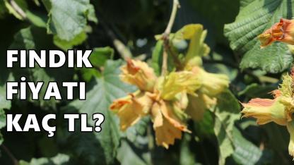 Fındık Fiyatı 7 Mart 2026 Cumartesi