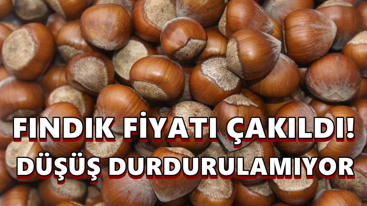 Fındık Fiyatı Çakıldı! 2 Günde 20 TL Kayıp