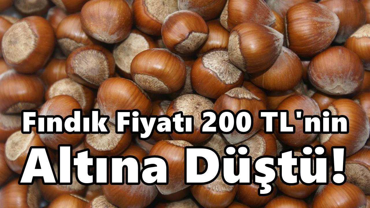 Fındık Fiyatı Çakıldı: Fındık 200 TL'nin Altına Düştü!