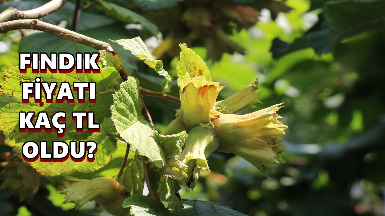 Fındık Fiyatı Kaç TL'ye Düştü: 19 Mart 2026 Perşembe