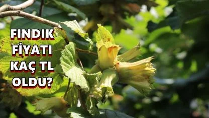 Fındık Fiyatı Kaç TL'ye Düştü: 19 Mart 2026 Perşembe