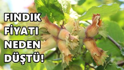 Fındık Fiyatında  Sert Çöküş: Rekordan Dibe 160 TL’lik Kayıp