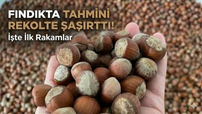 Fındıkta İlk Rekolte Tahmini Geldi; Rakamlar şaşırttı!
