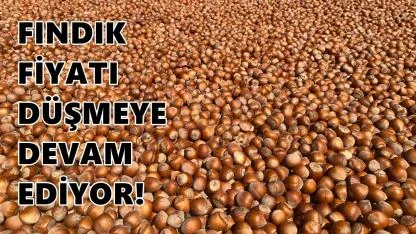 Fındıkta Mart Şoku: Fındık Fındık Fiyatı 31 Mart 2026 Salı