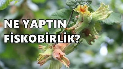 Fiskobirlik Fındık Fiyatlarını Düşürdü