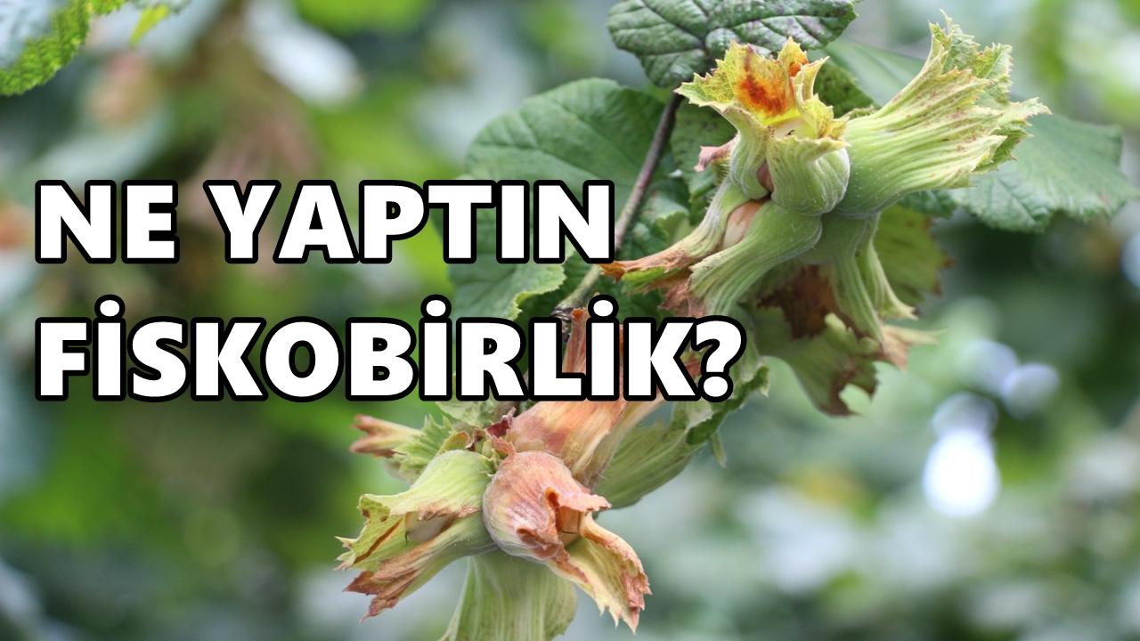 Fiskobirlik Fındık Fiyatlarını Düşürdü