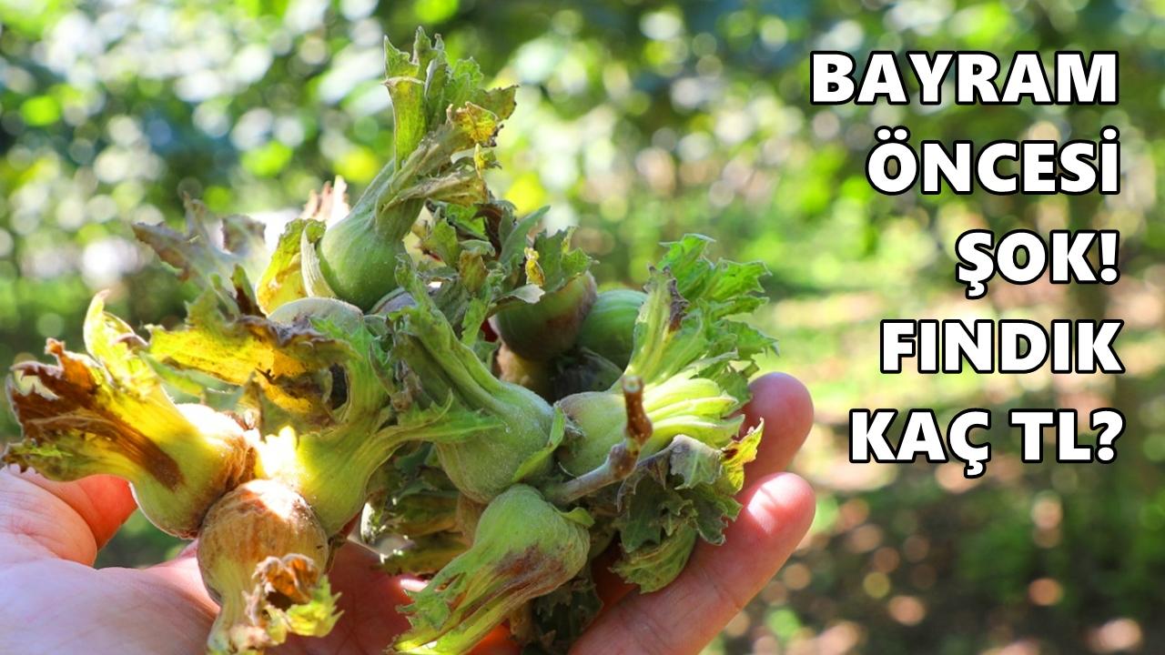 Güncel Fındık Fiyatı 17 Mart 2026 Salı