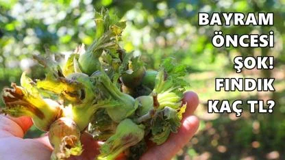 Güncel Fındık Fiyatı 17 Mart 2026 Salı