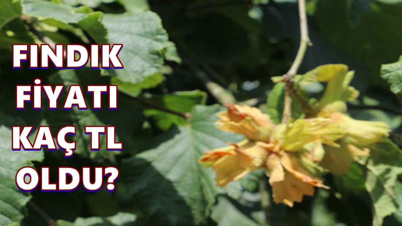 Ordu’da Fındık Fiyatı 21 Mart 2026 Cumartesi