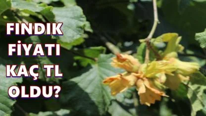 Ordu’da Fındık Fiyatı 21 Mart 2026 Cumartesi