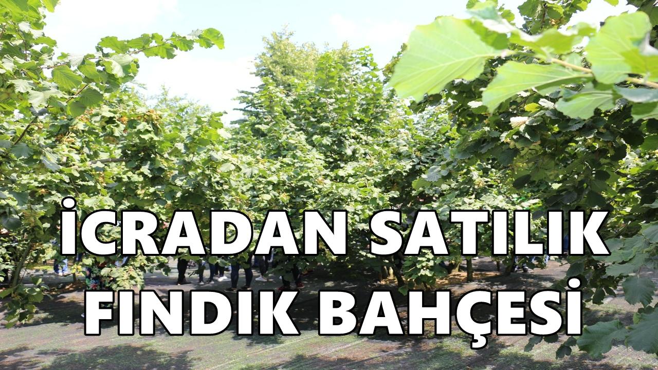 Ünye’de 5,7 Dönümlük Fındık Bahçesi İcradan Satışa Çıkarıldı
