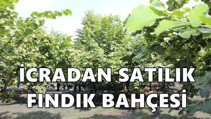 Ünye’de 5,7 Dönümlük Fındık Bahçesi İcradan Satışa Çıkarıldı