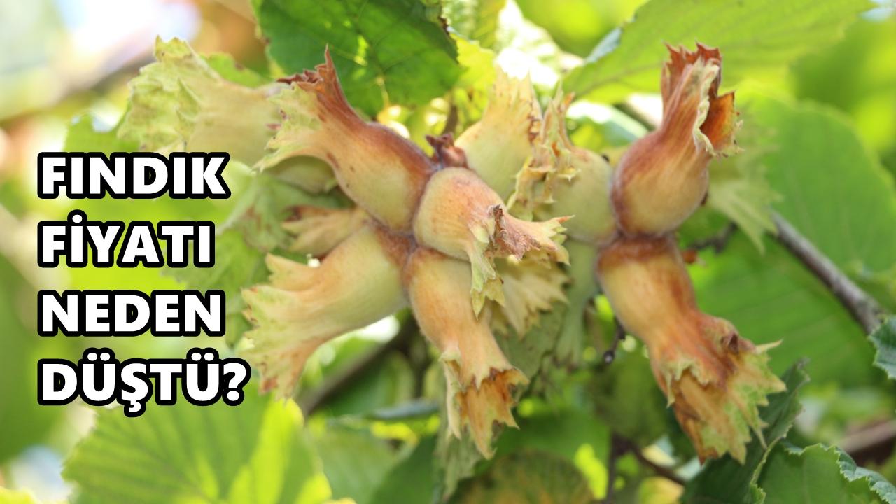 Fındık Fiyatı 10 Nisan 2026 Cuma