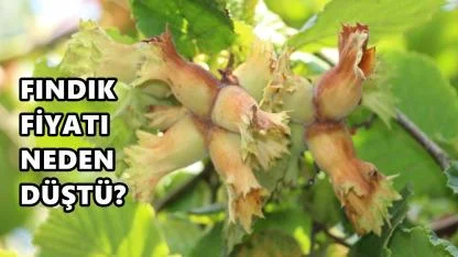 Fındık Fiyatı 10 Nisan 2026 Cuma