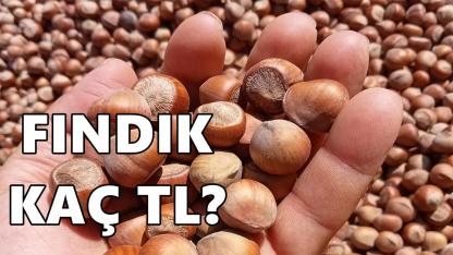 Fındık Fiyatı 12 Nisan 2026