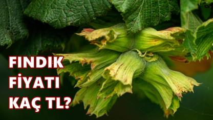Fındık Fiyatı 15 Nisan 2026 Çarşamba
