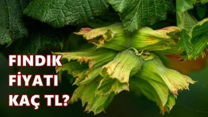 Fındık Fiyatı 15 Nisan 2026 Çarşamba