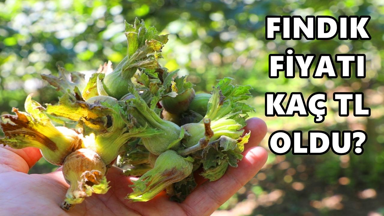 Fındık Fiyatı 17 Nisan 2026 Cuma