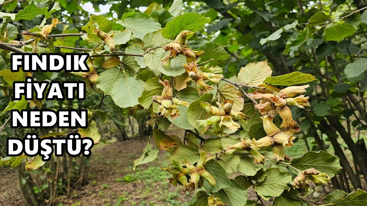 Fındık Fiyatı 5 Nisan 2026 Pazar